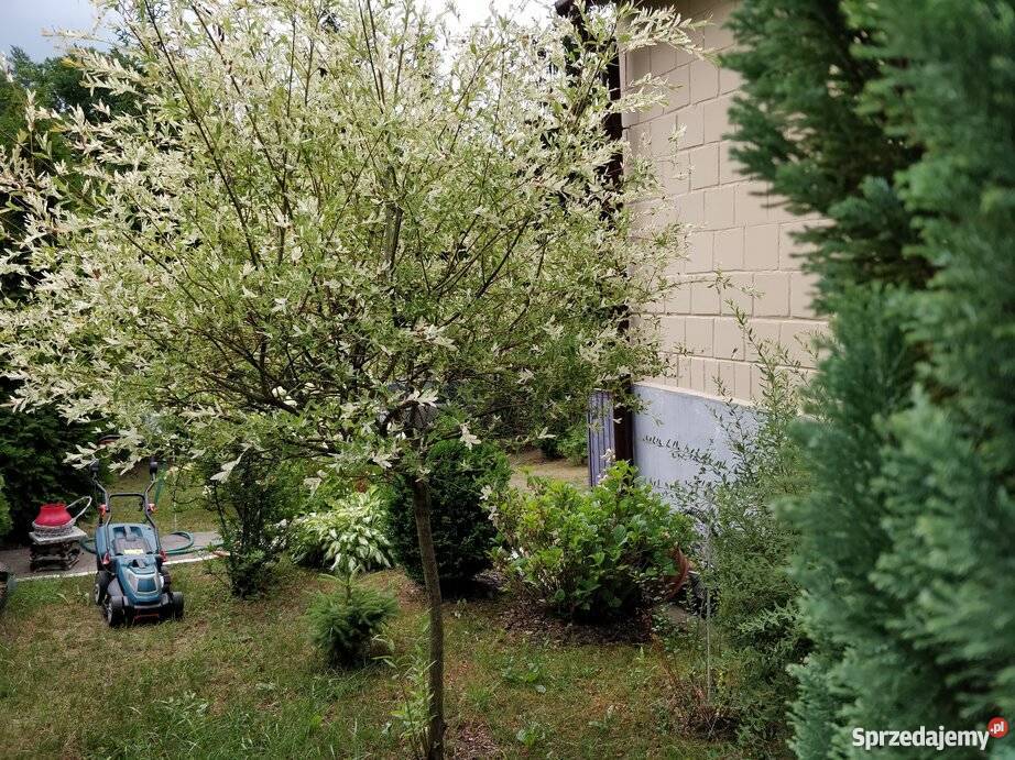 Pomiechówek działka rekreacyjna 323m2 w z 323m2