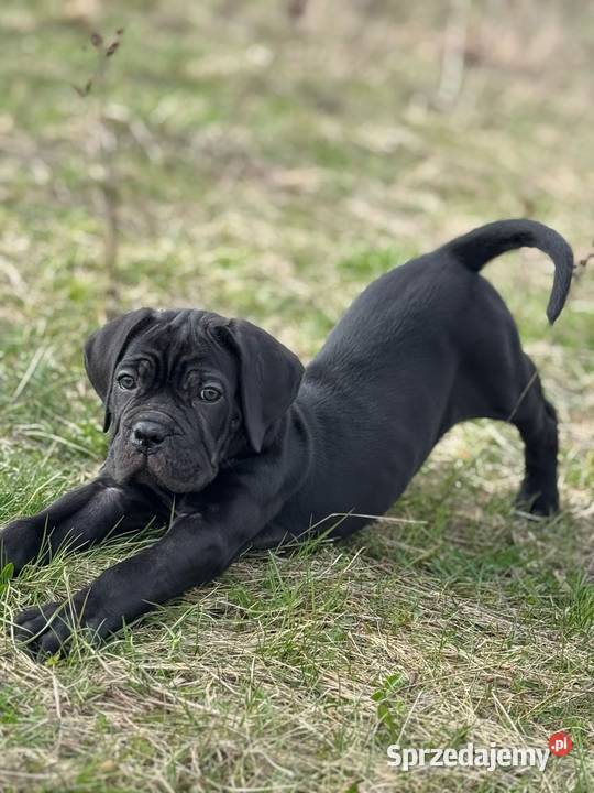 Cane Corso piękna czarna suczka ZKwPFCI Cane Corso pomorskie Gdańsk