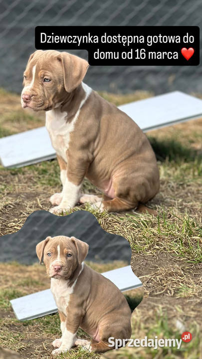 American bully xl suczka Czerlejno sprzedam