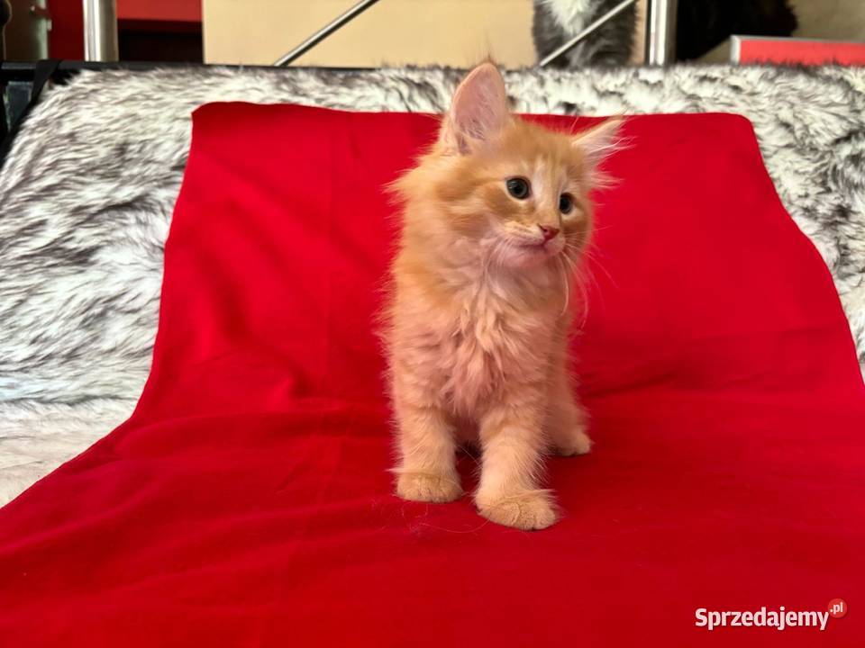 Kociaki Norweskie Leśne Warszawa