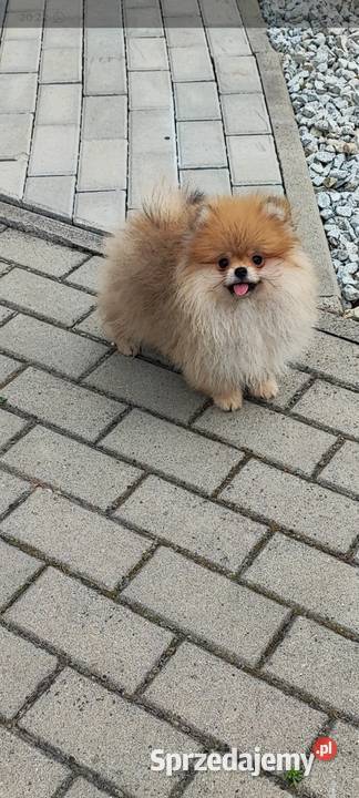 Pomeranian suczka typ misia 4mce sprzedam
