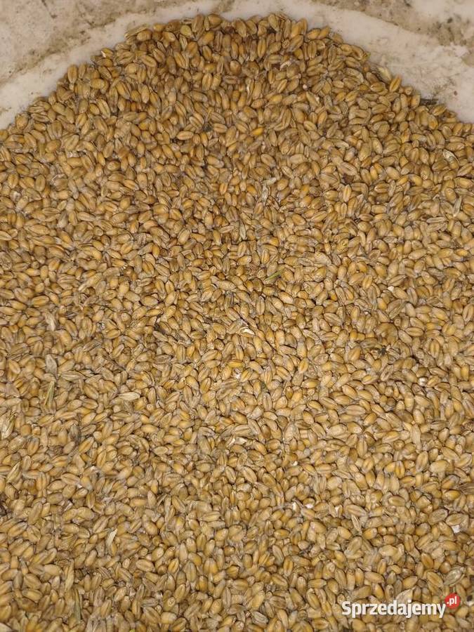 Pszenica ozima Łąkta Górna sprzedam