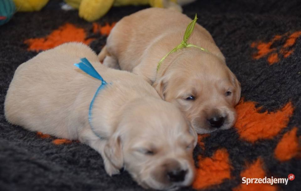 Golden Retriever szczenięta ZKWP FCI Golden Retriever Łochów
