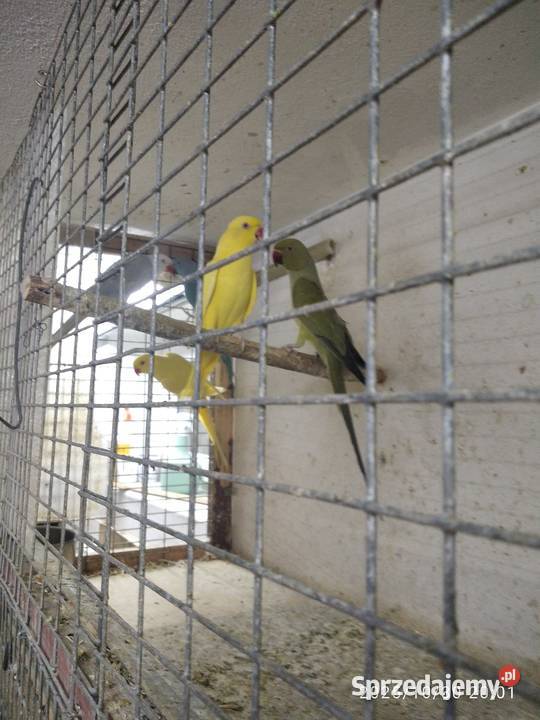 Papugi faliste akeksandretty