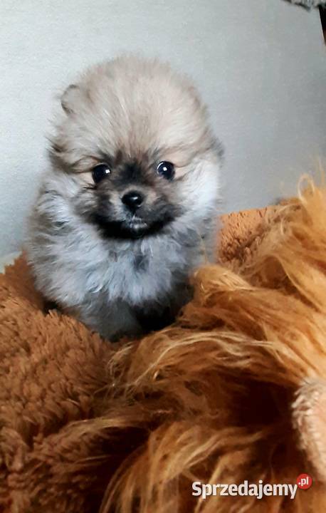 Szpic miniaturowy pomeranian Pabianice