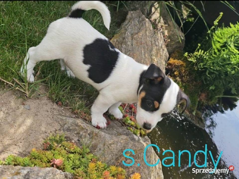 szczeniaki Jack russell terrier z rodowodem Nysa sprzedam