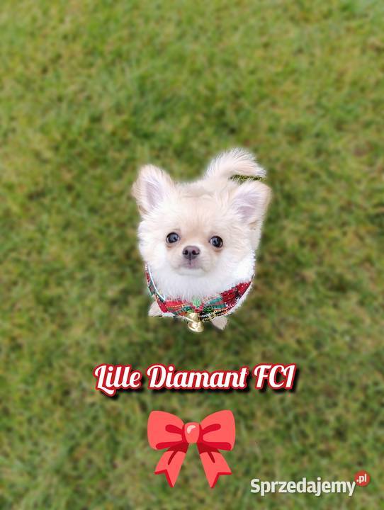 Chihuahua długowłosa FCI Poznań