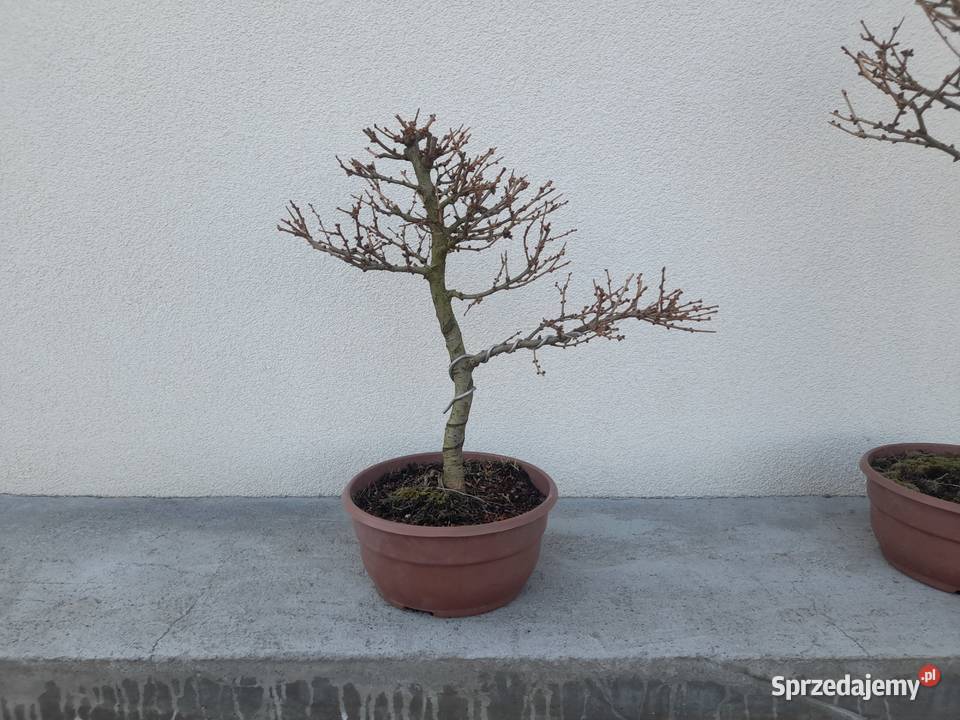 Modrzew prebonsai Nowy Sącz