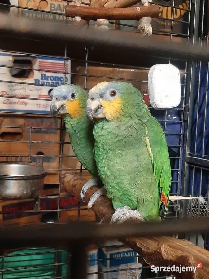 Amazonki kuriki modrobrewe para oswojone małopolskie Skała sprzedam