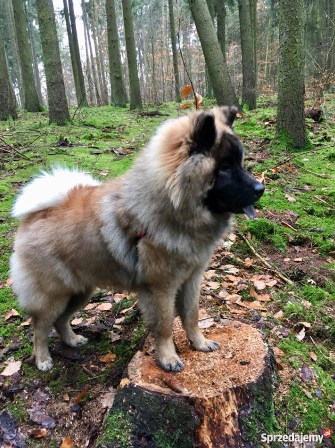 Eurasier FCI 291 sprzedam szczeniaka 9 Szczecin sprzedam