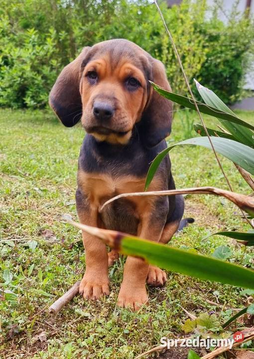 Szczeniak Ogar Polski FCI Pozostałe