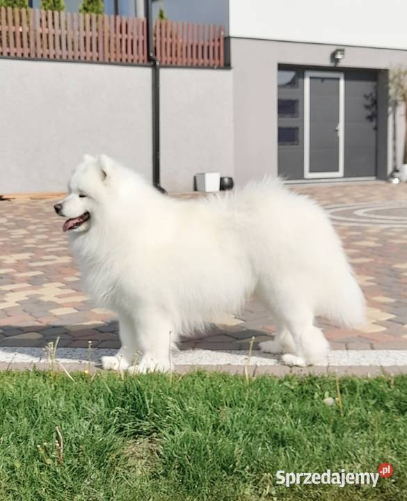Samoyed samojed suczka Stara Huta sprzedam