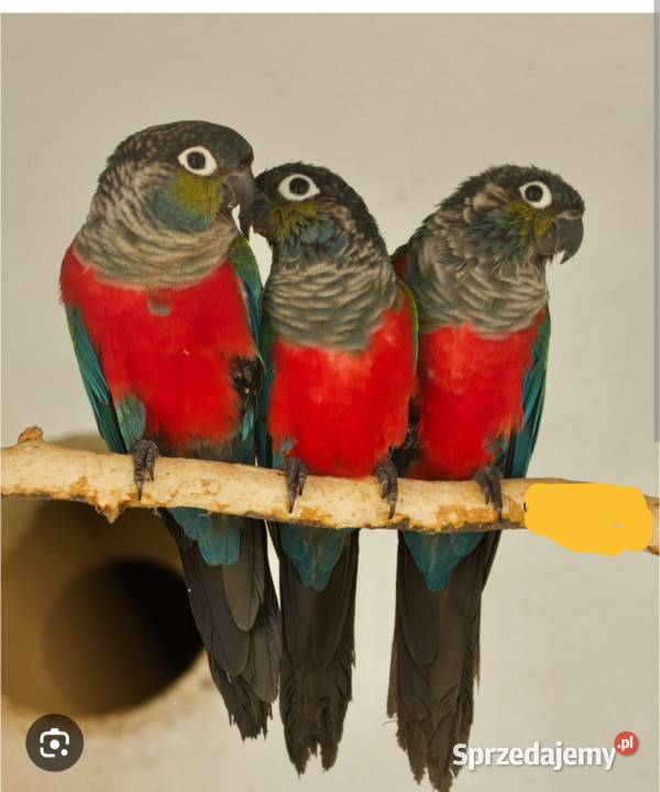 Rudisterka czerwono brzucha