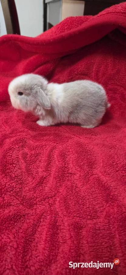 Króliczki Mini Lop Miejska Górka