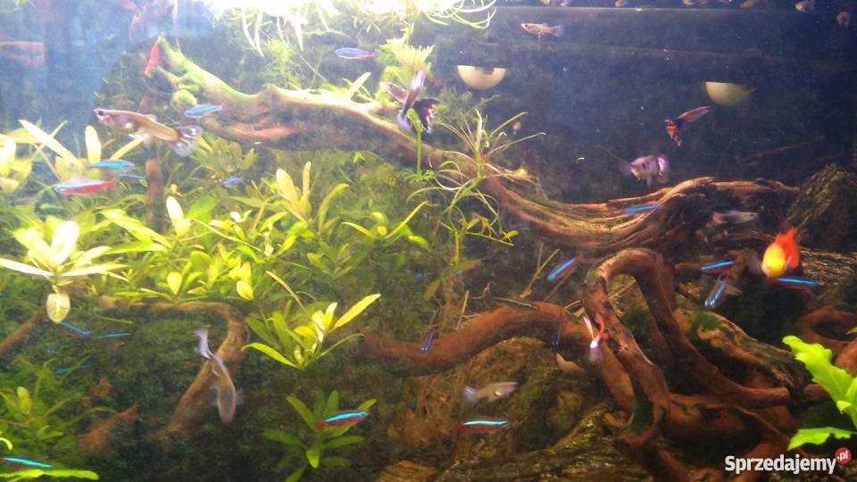 Ryby Rybki Gupiki sprzedam