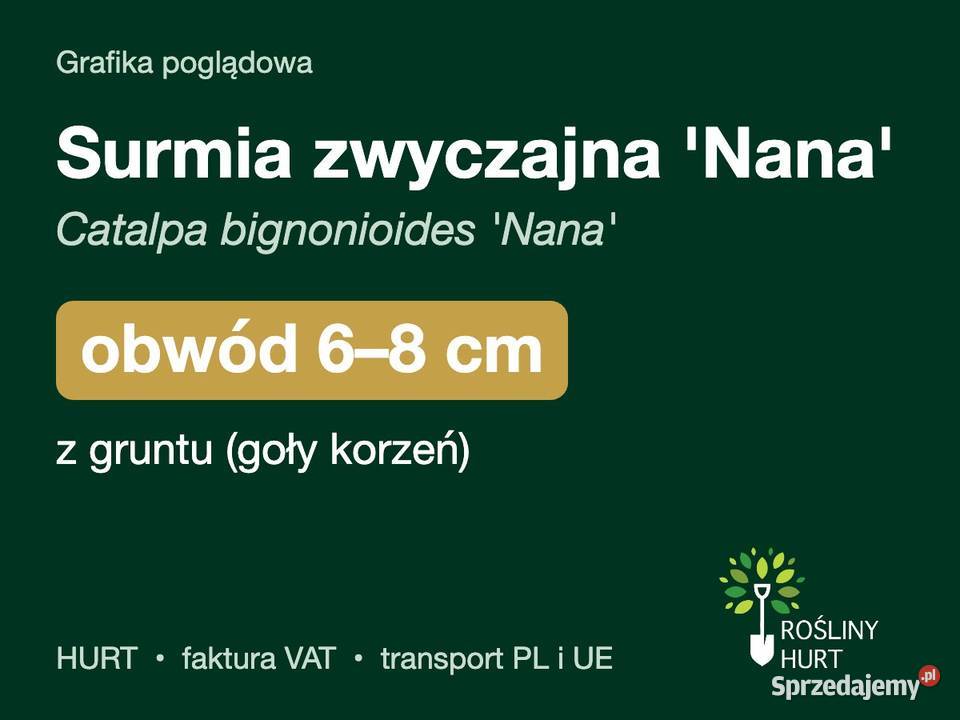 Surmia zwyczajna Nana obwód 68 z gruntu HURT wielkopolskie