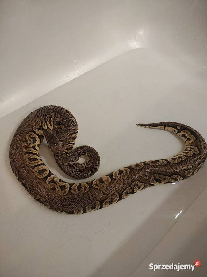 Pyton Królewski samiec dwu letni łagodny i Zabrze