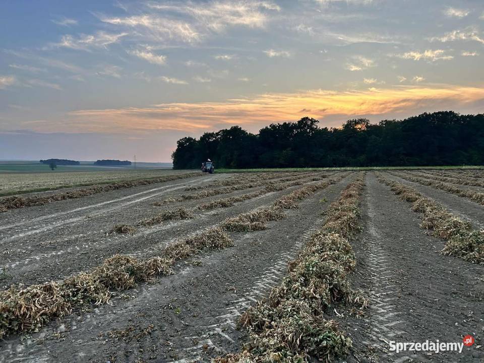 Fasola Jaś karłowy Zamojski Pozostałe Zamość