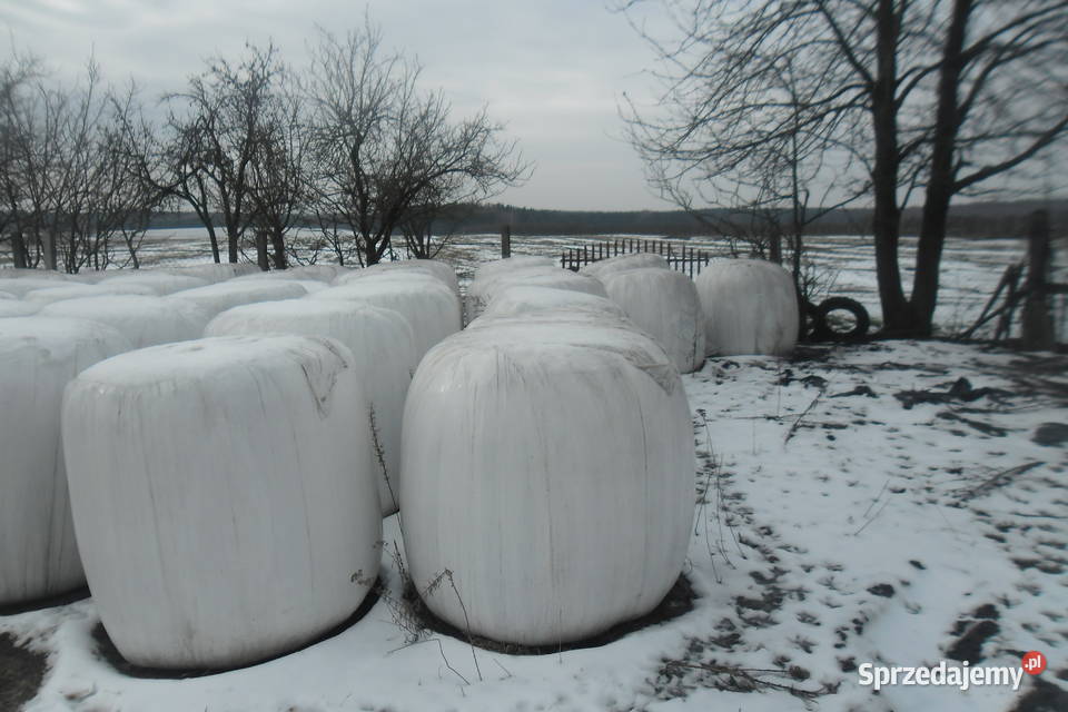 Kiszonka z lucerny baloty Pierzchnica