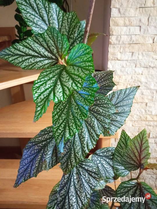 Begonie moje begonie