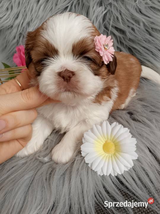 Suczka rasy ShihTzu biało złota Namysłów