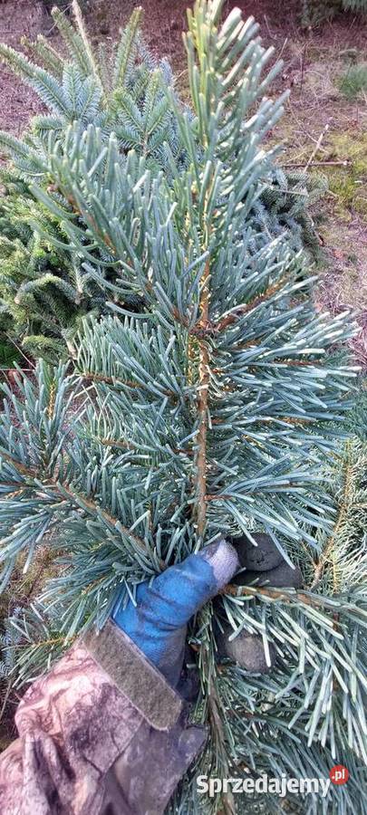 Jodła mandżurska stroisz gałęzie Mazowieckie Osuchów