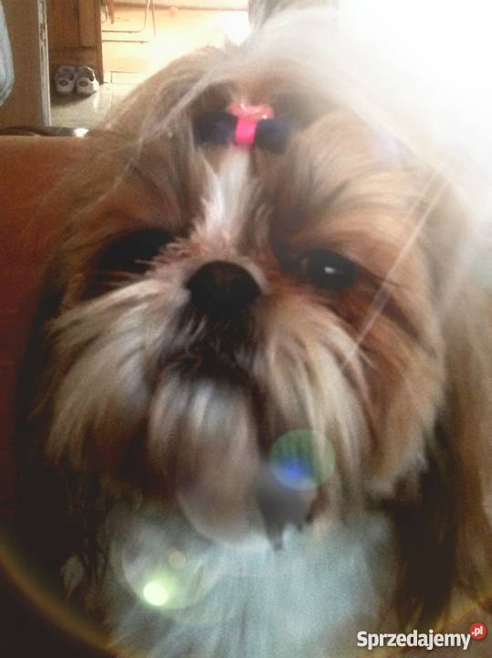 Sprzedam shih tzu