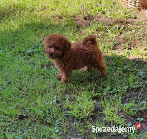 PudelPudelek Red ToyMiniaturka pieseksuczka Częstochowa sprzedam