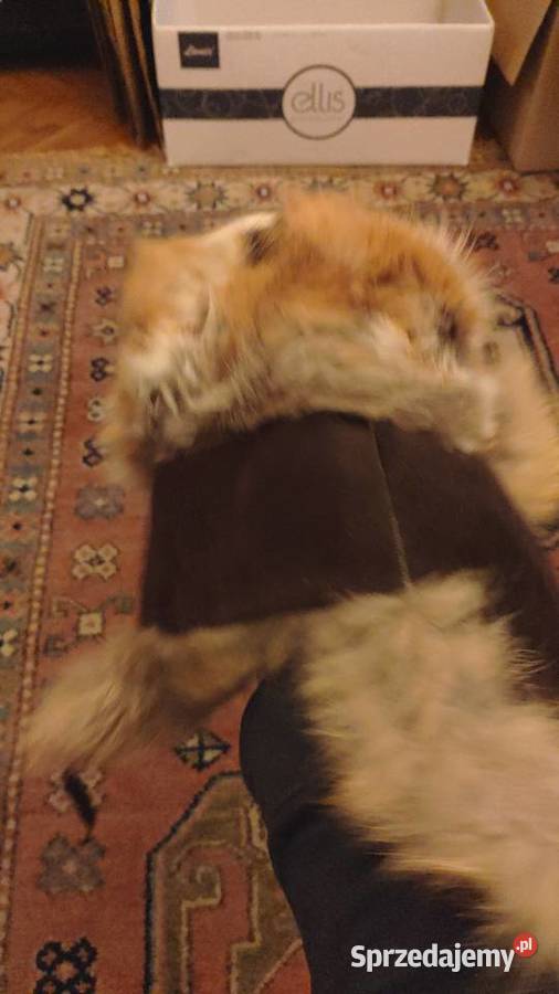 Trochę zwariowana czapka uszanka z futra Uniseks Nakrycia głowy Warszawa