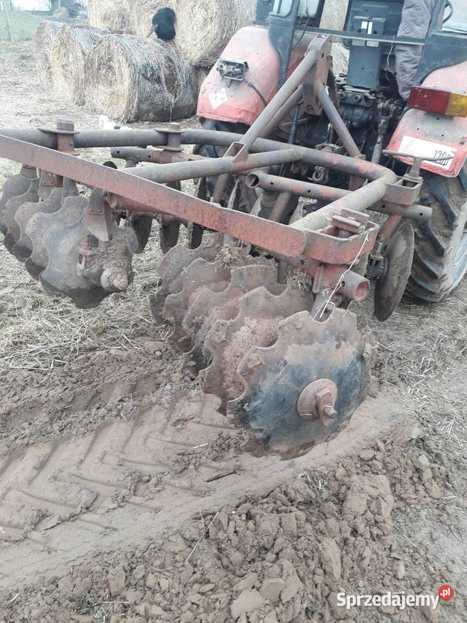 Talerzówka polska nieuszkodzony Dziadkowo