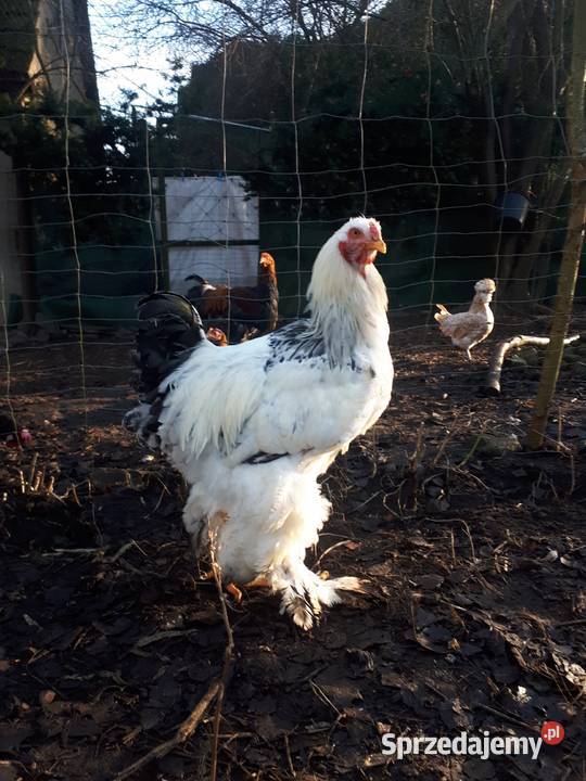 Koguty ozdobne brahma olbrzymia gronostajowa Drób i ptactwo sprzedam