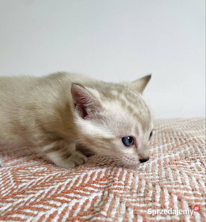 Vanillia snow marble mink bengal girl Lubliniec