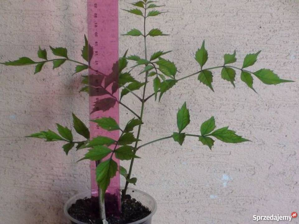 Milin amerykański przepiękna ozdoba ogrodu Bydgoszcz