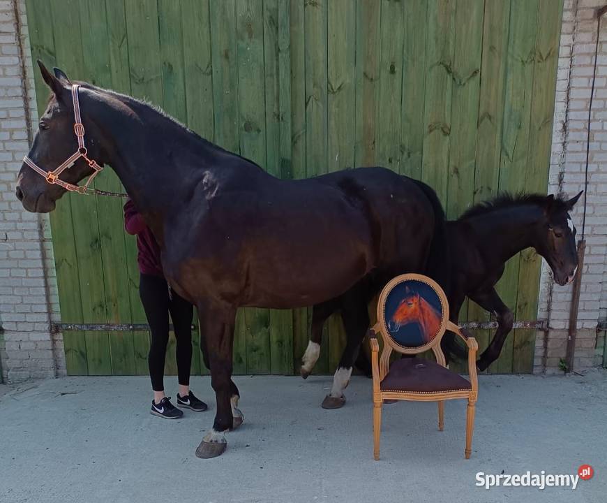 Fotel drewniany medalion dolnośląskie Bukowina Sycowska
