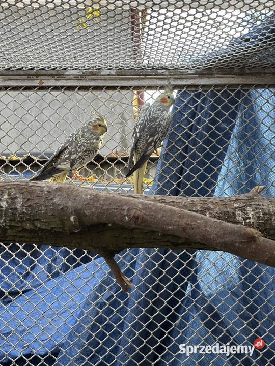 Papugi nimfy samiec i samica Nadma