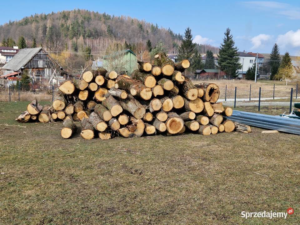 Drzewo opalowe Sanok