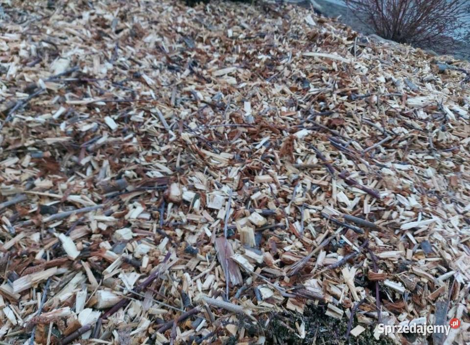 Rebak do gałęzi Bistuszowa