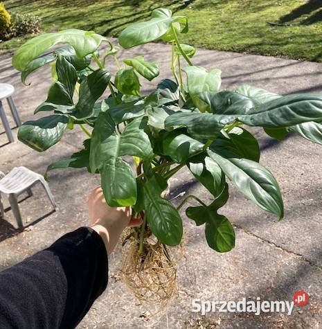 Duży zestaw Philodendron filodendron małopolskie