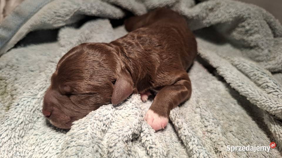 Lagotto romagnolo suczki i piesek metryka zkwp Sierpc sprzedam