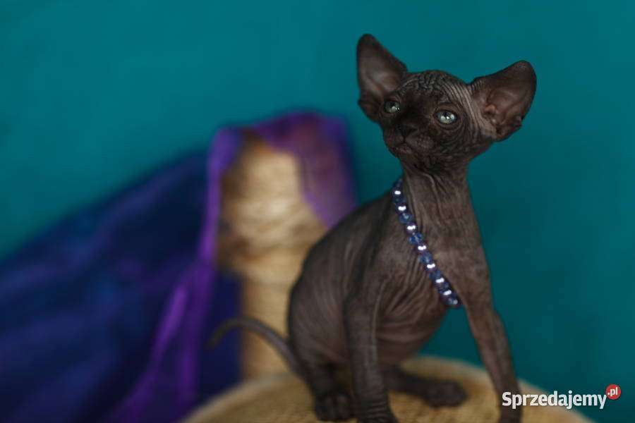 Luna Gloria i Staś Czarne Kocięta kotki i Sosnowiec