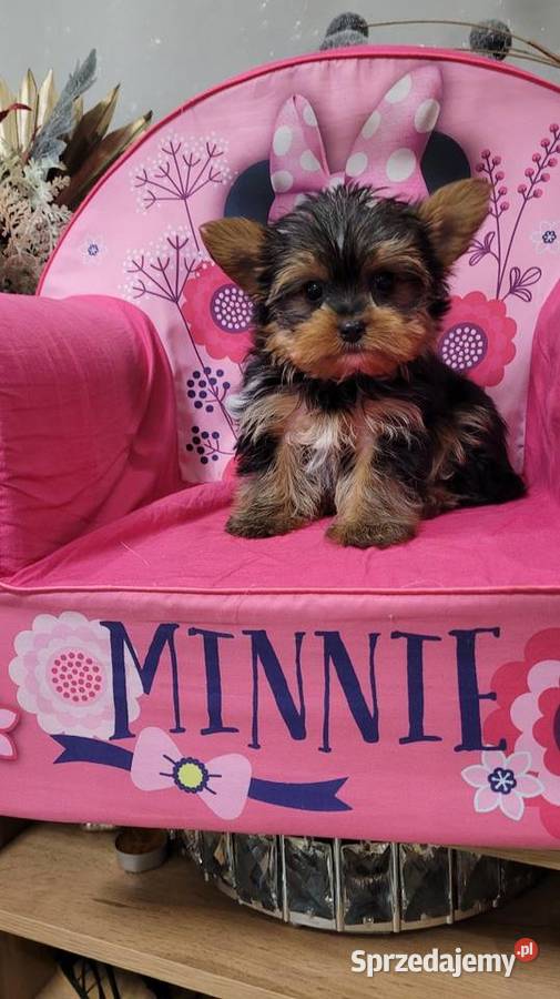 Yorkshire terrier maleńki piesek z wyprawką małopolskie Kraków