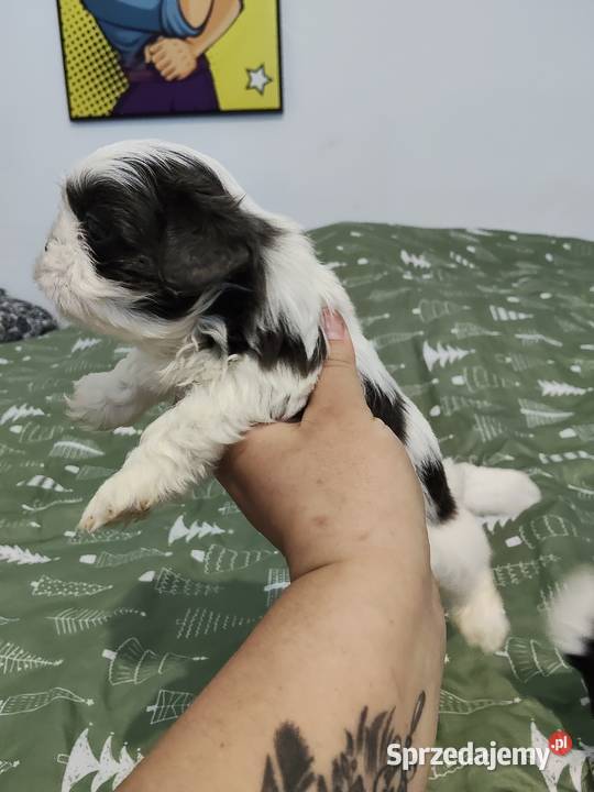 Sprzedam młode pieski rasy shihtzu Wieruszów