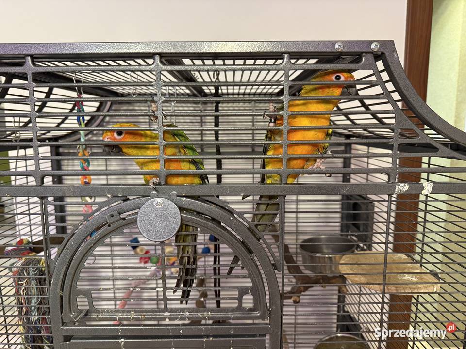 Konury słoneczne para samiec samica mazowieckie Warszawa