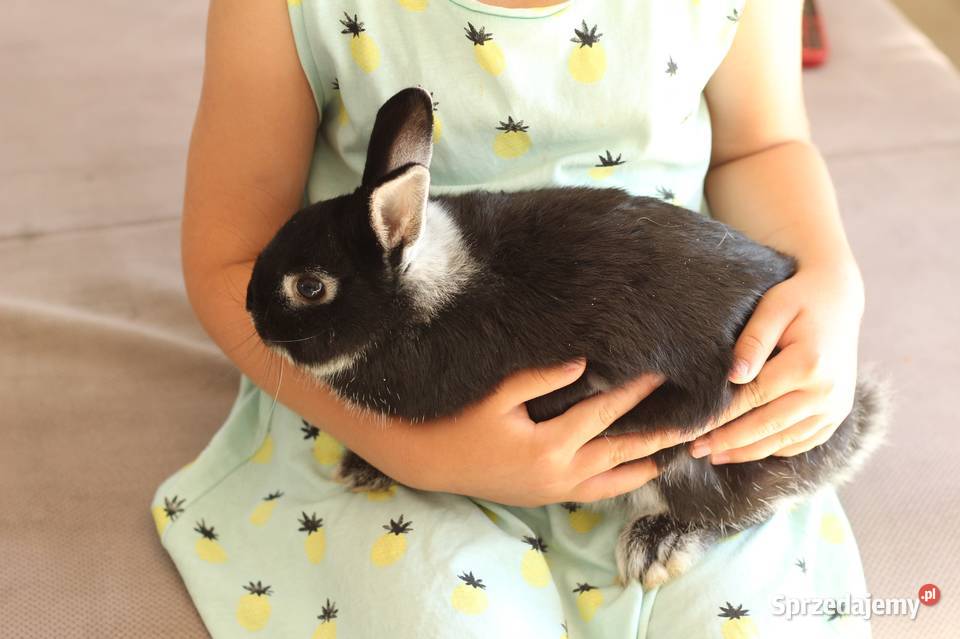 Królik Nideland karzełek samiczka z rodowodem Zwierzęta Michałowice