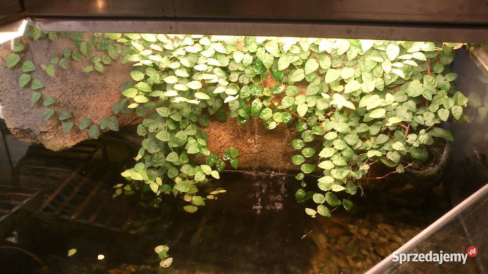 Terrarium akwarium z wyposażeniem mazowieckie Józefin