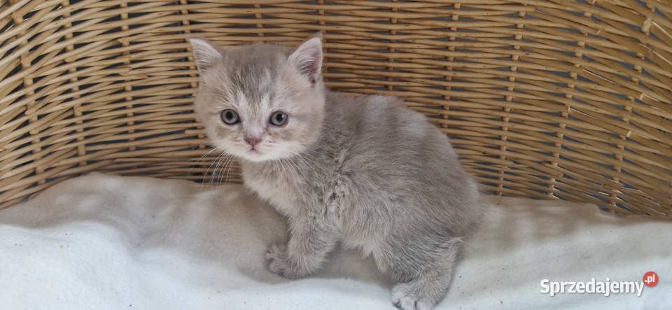 Kotka Szkocka liliowa pręgowana Katowice