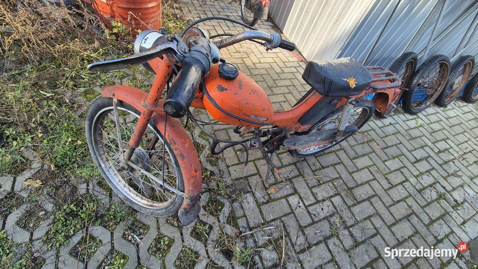 Komar zarejestrowany Komar Hryniewicze