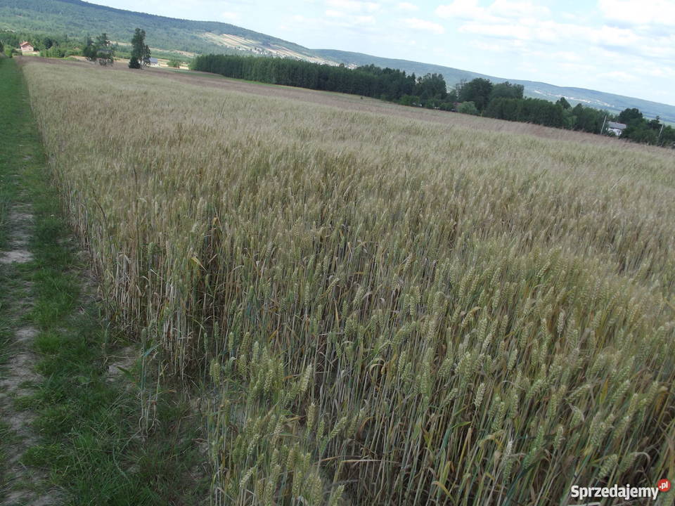 Pszenica Ostroga centrali Zboża świętokrzyskie Masłów Drugi