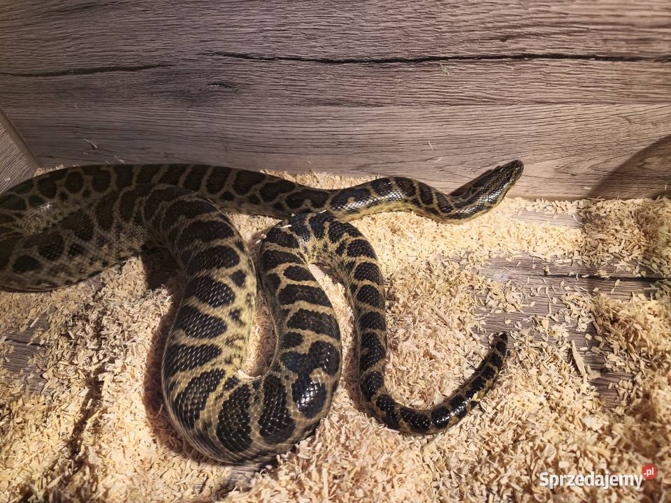 Anakonda Żółta Samiec Radlin