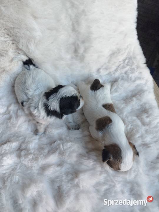 Morkshire terrier Kraków